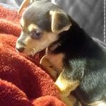 Sandy Mcgee - Instagram Profile Picture of Sandy Mcgee (@mcg3897) on Instagram