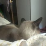 Profile Picture of Amber Rands (@amberrands) on Instagram