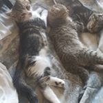 Profile Picture of Lisa Lindquist (@lisalindquist2) on Instagram