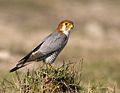 Profile Photo of Red-necked falconon Wikipedia