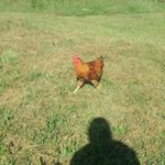 Profile Picture of michele capps (@capps.michele.alan) on Instagram