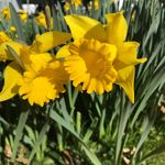 Profile Picture of Bette-Jo McNulty Hughes (@bettejohughes) on Instagram