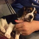 Profile Picture of Harper And Dexter (@hudson_pups) on Instagram