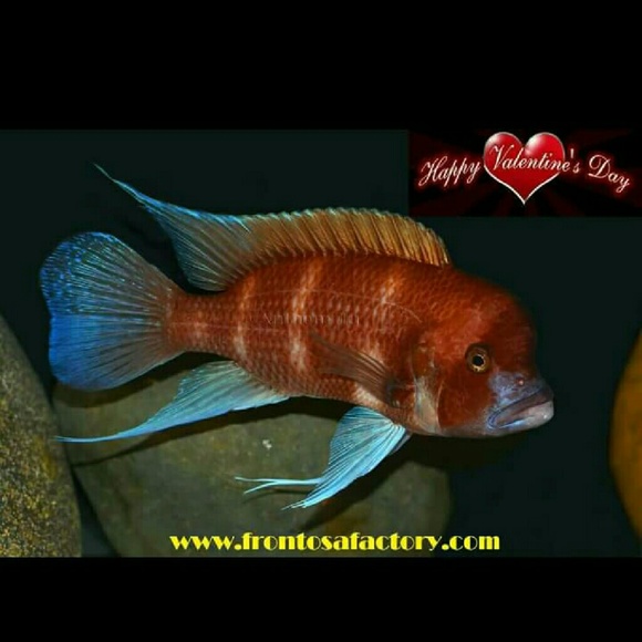 Profile Picture of Fred Glotz (@fjglotz) on Poshmark