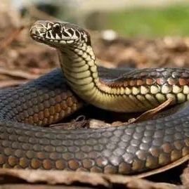 Profile Picture of Abdul Wesik Ali (@AliWesik) on Twitter