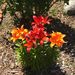 Profile Picture of Candy Findley (@swtsc17) on Pinterest