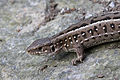 Profile Picture of Lacerta (genus)on Wikipedia