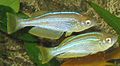 Profile Picture of Tanganyika killifishon Wikipedia