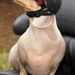 Profile Picture of Lynn Crain (@arebelgirl1978) on Pinterest