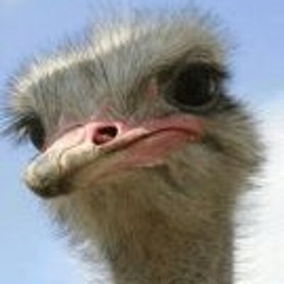 Profile Picture of Dacho (@dacho) on Twitter