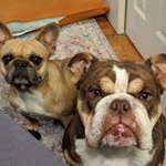 Profile Picture of Harper and Gus (@harper_boparper) on Instagram