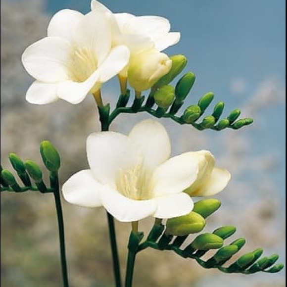 Profile Picture of Anna Shteynberg (@annayef) on Poshmark