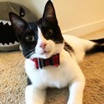 Profile Picture of Algernon Charles (@algie_cat) on Instagram