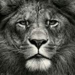 Profile Picture of Mark Anthony Hiser Jr. (@lion_heart_56ace) on Instagram
