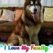 Profile Picture of Alvin Arellano (@primemalamutes) on Pinterest