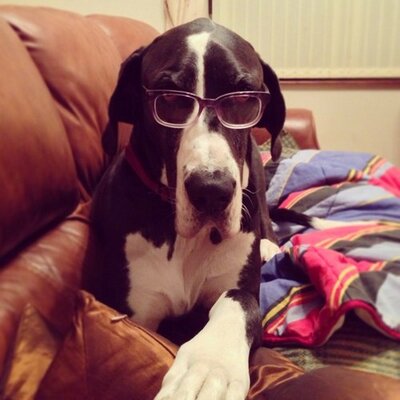 Profile Picture of Socs Kemp (@SocsGreatDane) on Twitter