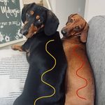 Profile Picture of Toby&Russel Peterson (@toby_and_russel) on Instagram