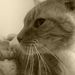 Profile Picture of Tracie Harp (@tracieharp) on Pinterest