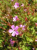 Profile Picture of Geranium robertianumon Wikipedia