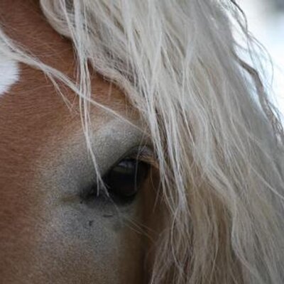 Profile Picture of Carola Löffelhardt (@CLoeffelhardt) on Twitter