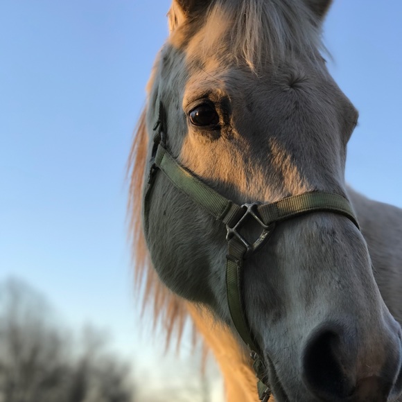 Profile Picture of Natalie Ronneburger (@nat_horses) on Poshmark