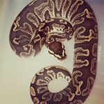 Profile Picture of alexander (@alexander.casperson) on Instagram