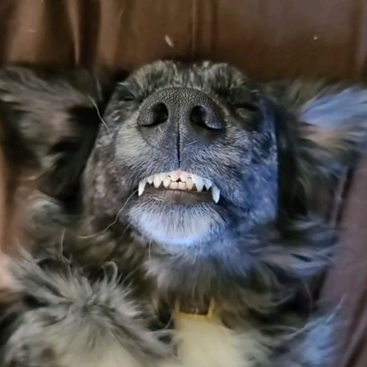 Profile Picture of Shelby (@@shelbyyy_chan) on Tiktok