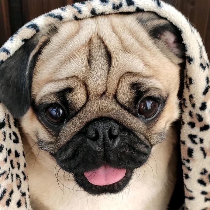 Profile Picture of frank (@@frankpug54) on Tiktok