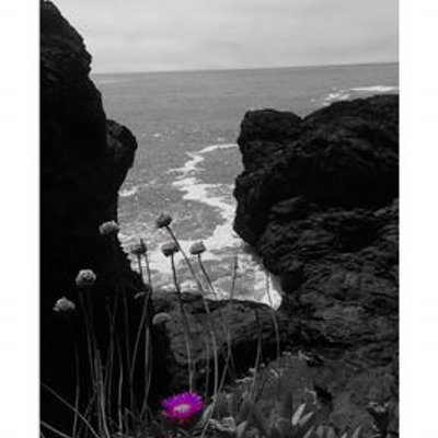 Profile Picture of Bonita V. Rivera (@bonita_lobos) on Twitter