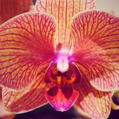 Profile Picture of Connie Cook (@connieTroyCook) on Twitter