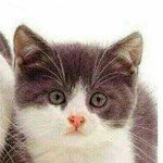 Profile Picture of herbert_groedemeier_katzenzuch (@herbert_groedemeier_katzenzuch) on Instagram