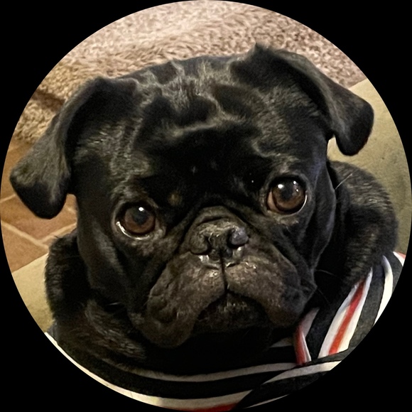 Profile Picture of Sherrelle Collingridge (@pugluv72) on Poshmark