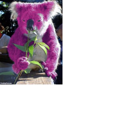 Profile Picture of ECA Koala (@JessieDriel) on Twitter