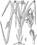 Profile Picture of Carex willdenowiion Wikipedia