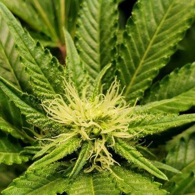 Profile Picture of Brandon Albert (@Brandon37377931) on Twitter