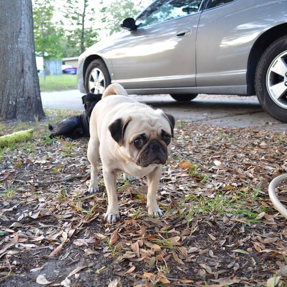 Profile Picture of Su Pernogirl (@willcclover) on Poshmark