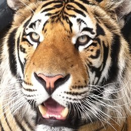 Profile Picture of Andy Marston (@tigersfanam) on Twitter