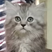 Profile Picture of DILHAN (@dilhan3704) on Youtube