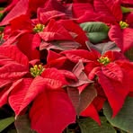 Profile Picture of Ruth Schäfer (@ruth.schafer.12914) on Facebook