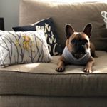 Profile Picture of William James Rager (@emmaleefrenchie) on Instagram