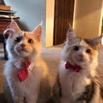 Profile Picture of Margo & Ozzy (@margoandozzymainecoon) on Instagram