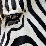 Profile Picture of Imelda Chavez (@imeldachavez8621) on Youtube