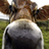 Profile Picture of Sonya Duncan Photography www.sonyaduncanphotography.co.uk (@SonyaDuncan) on Flickr