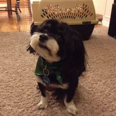 Profile Picture of Shanna Palmer (@ShannaPalmer16) on Twitter