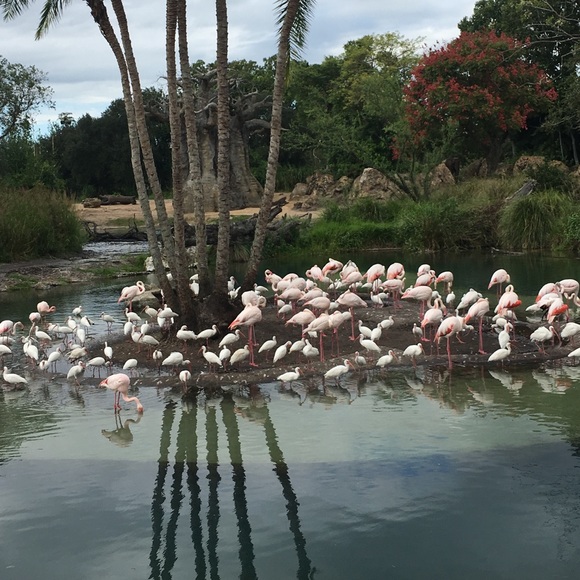 Alia Alsaidy - Poshmark Profile Picture of Alia Alsaidy (@lulimonkey) on Poshmark