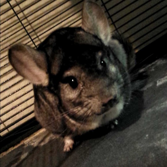 Profile Picture of Michelle Ukele (@dancegurl) on Poshmark