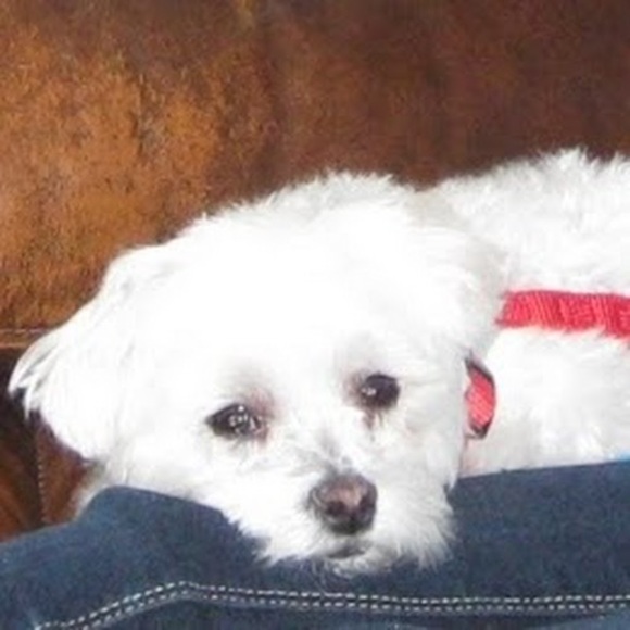 Profile Picture of Justine Hergenrader (@jj_watt8374) on Poshmark