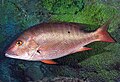 Profile Picture of Mutton snapperon Wikipedia