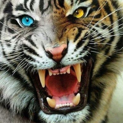 Profile Picture of AARoN DEAN BANks (@mERicOFireTigER) on Twitter