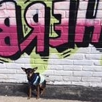 Profile Picture of •Н Е R B E R T• (@princeherbert_thetoychihuahua) on Instagram